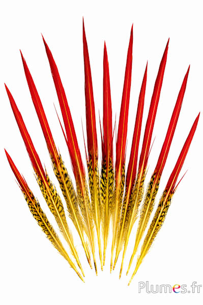 Fagiano dorato coda - 15-20 cm - rosso-giallo